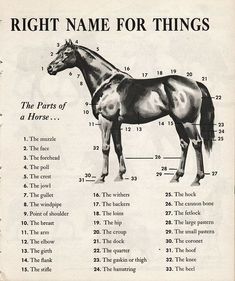 the horse is labeled with numbers and names