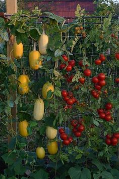 several different types of tomatoes growing on a trellis