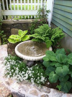 a garden with plants and a bird bath