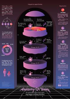 the anatomy of sleep info sheet