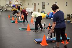 several people and their dogs are playing with cones in the gym while another dog watches