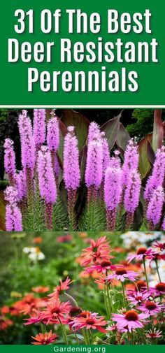 purple flowers with the words 31 of the best deer resistant perennials in green and white