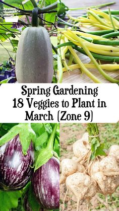 18 Vegetables to Plant in March (Zone 9) Planting Schedule, Vegetables To Plant, Diy Garden Bed, Spring Planting, Planting Tips, Root Veggies, Garden Insects, Front Yard Garden Design, Raised Garden Beds Diy