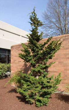 a small pine tree in front of a brick building