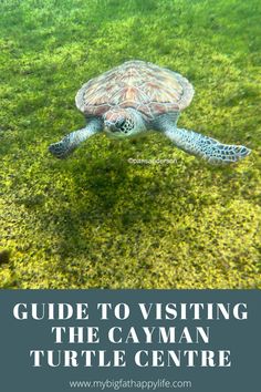 a turtle swimming in the water with text overlay reading guide to visiting the cayman turtle centre