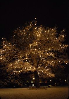 a large tree covered in lights at night