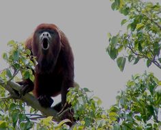 a monkey is sitting in a tree and yawning with its mouth wide open