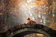 a dog sitting on top of a stone bridge