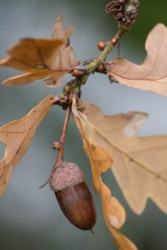 an acorn on a tree branch with leaves and nuts still attached to the branches