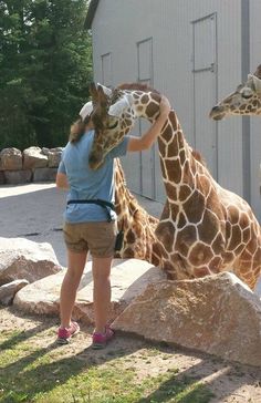 two giraffes standing next to each other in front of a woman with her hand on the head