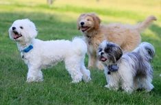 three small dogs are standing in the grass