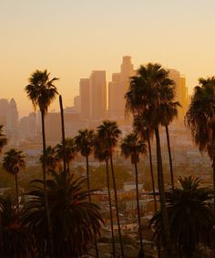 palm trees in the foreground with city skyline in the backgrounnd, los angeles