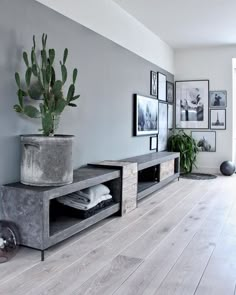 a living room with a plant and pictures on the wall