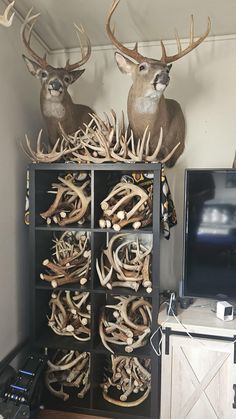 two deer heads mounted on top of a bookcase with antlers in the background