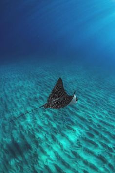 a manta ray swims in the ocean water with sunlight shining on it's surface