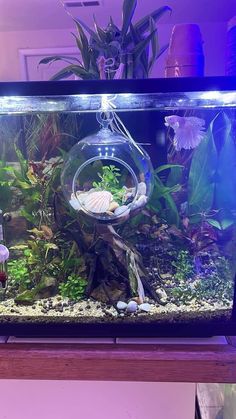 an aquarium filled with fish and plants on top of a table