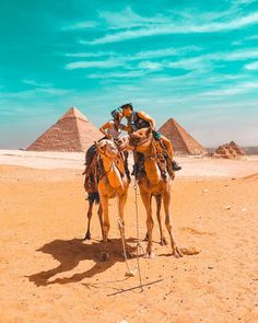 two camels standing in the desert with pyramids in the background