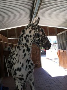 a dalmatian horse is standing in a stable