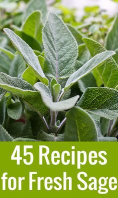 green leaves with the words 45 recipes for fresh sage