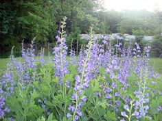 blue flowers are growing in the grass near trees