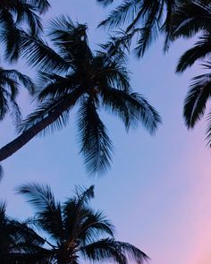 palm trees against a pink and blue sky