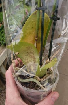 a person holding up a plant in a plastic bag