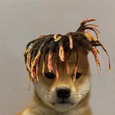 a small dog with dreadlocks on its head