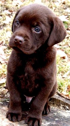 a brown puppy is sitting on the ground