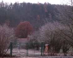 a gate in front of some trees with snow on them