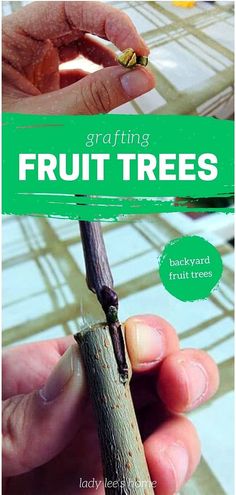 a person holding a small branch with the words fruit trees in front of it,