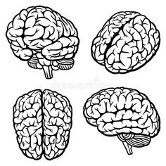 four different types of brain on a green background