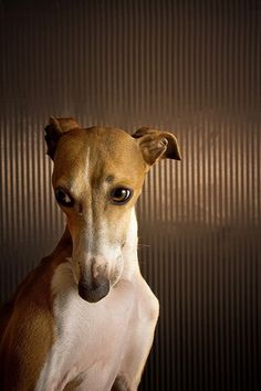 a brown and white dog is looking at the camera