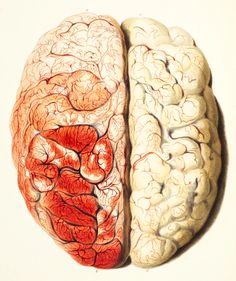 two sections of the human brain are shown in this image, one is red and white