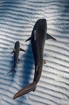 two large sharks swimming in the ocean together, one is gray and the other is black