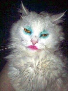 a white cat with green eyes sitting on top of a table