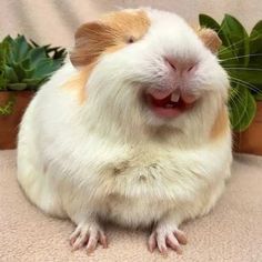 a brown and white guinea pig sitting on top of a chair next to a potted plant