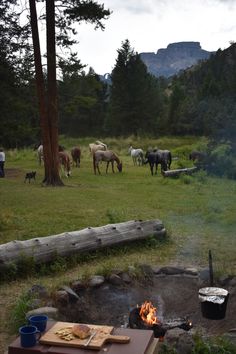 there are many horses that are grazing in the field near a fire pit and picnic table