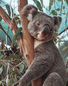 a koala bear sitting in a tree with its head on the branch and looking at the camera