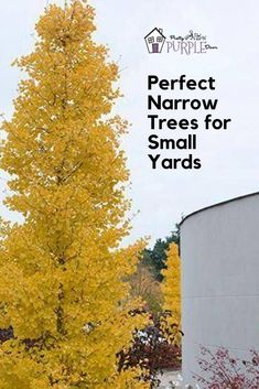 a tall yellow tree sitting in the middle of a forest next to a building with text overlay that reads perfect narrow trees for small yards