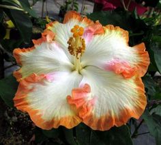 an orange and white flower with yellow stamens on it's middle petale