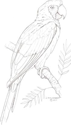 a drawing of a parrot sitting on a tree branch with leaves around it's neck