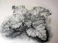 a black and white drawing of some leaves