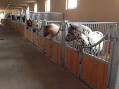 several horses in stalls with their heads over the bars