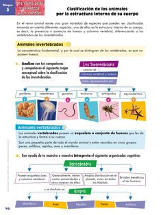 the diagram shows different types of animals in spanish