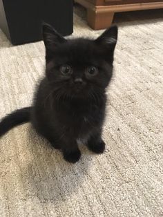 a small black kitten sitting on the floor