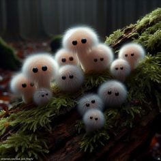 a group of small white mushrooms sitting on top of a moss covered tree branch in the forest