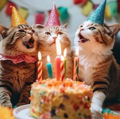 two cats sitting in front of a birthday cake with candles on it and one cat yawning