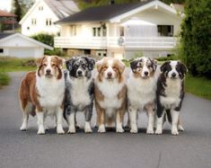 four dogs standing in the middle of a road with houses in the backgroud