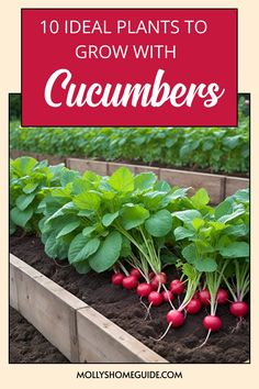 some radishes are growing in the garden with text overlay that reads 10 ideal plants to grow with cucumbers