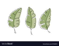 three green leaves on a white background